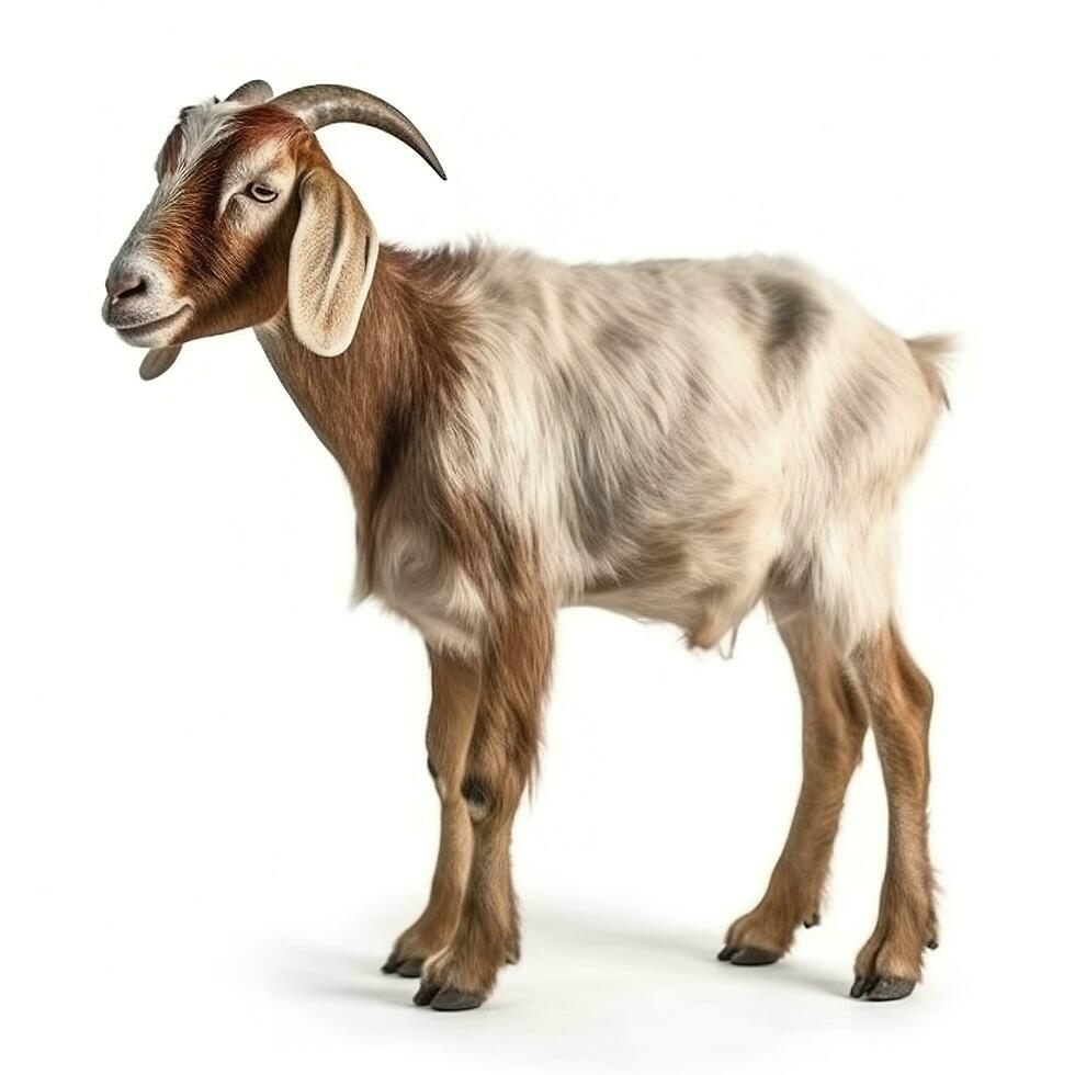 Goat isolated on white background, generate ai photo