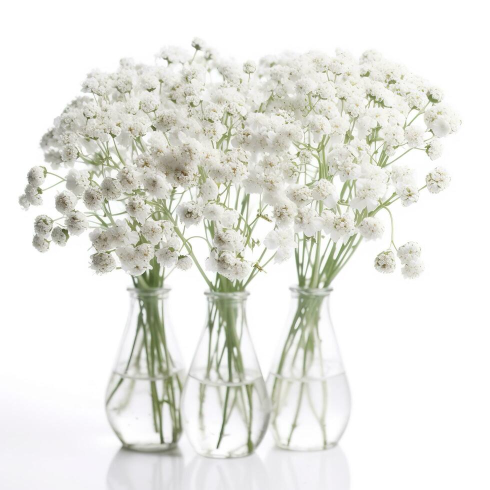 Gypsophila flowers isolated on white background, generate ai photo