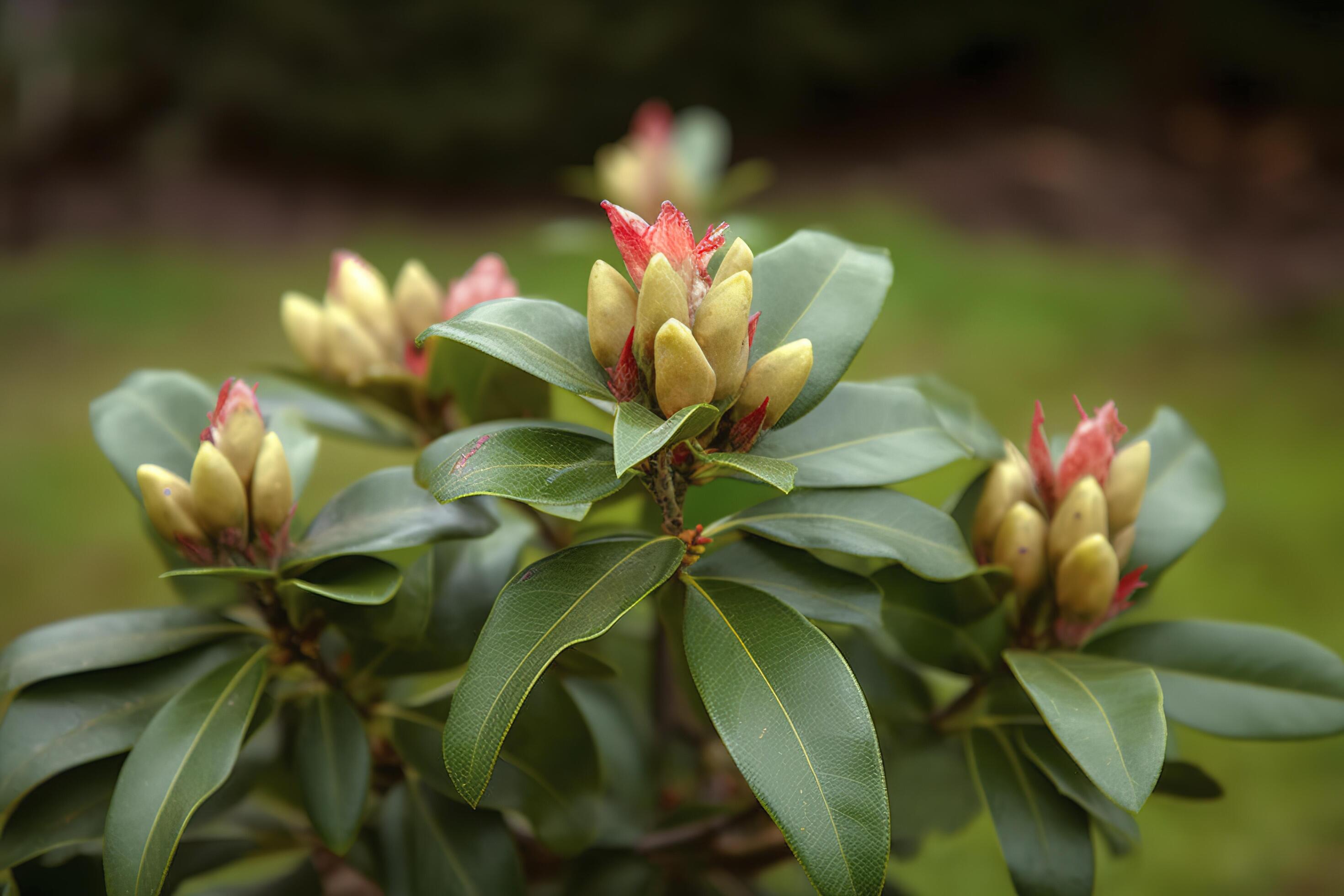 Rhododendron or Rosebay leaves and buds ready to open in spring garden