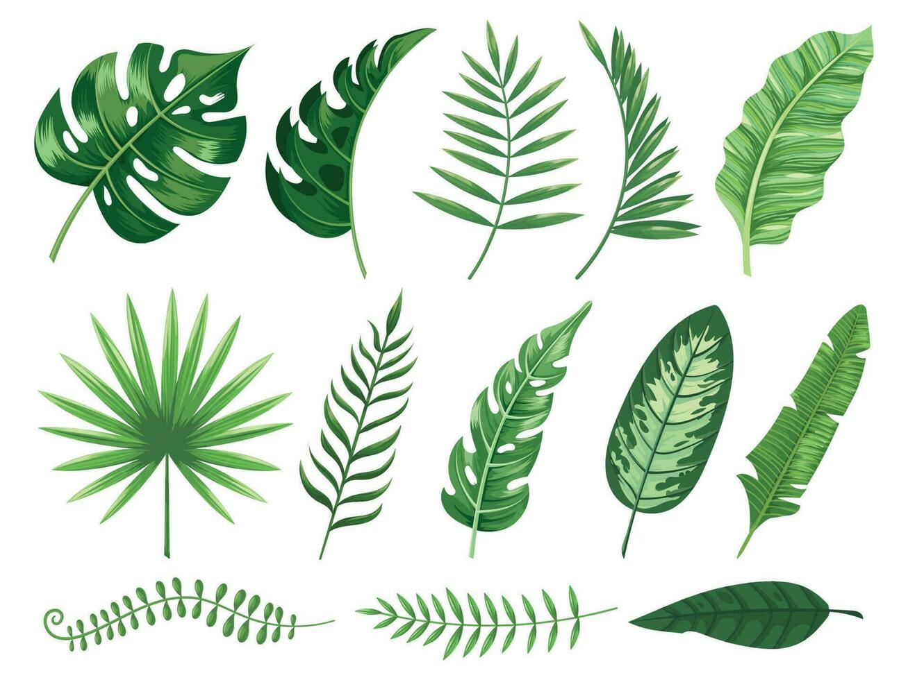 exótico tropical hojas. monstera planta hoja, plátano plantas y verde zona tropical palma hojas aislado vector ilustración conjunto