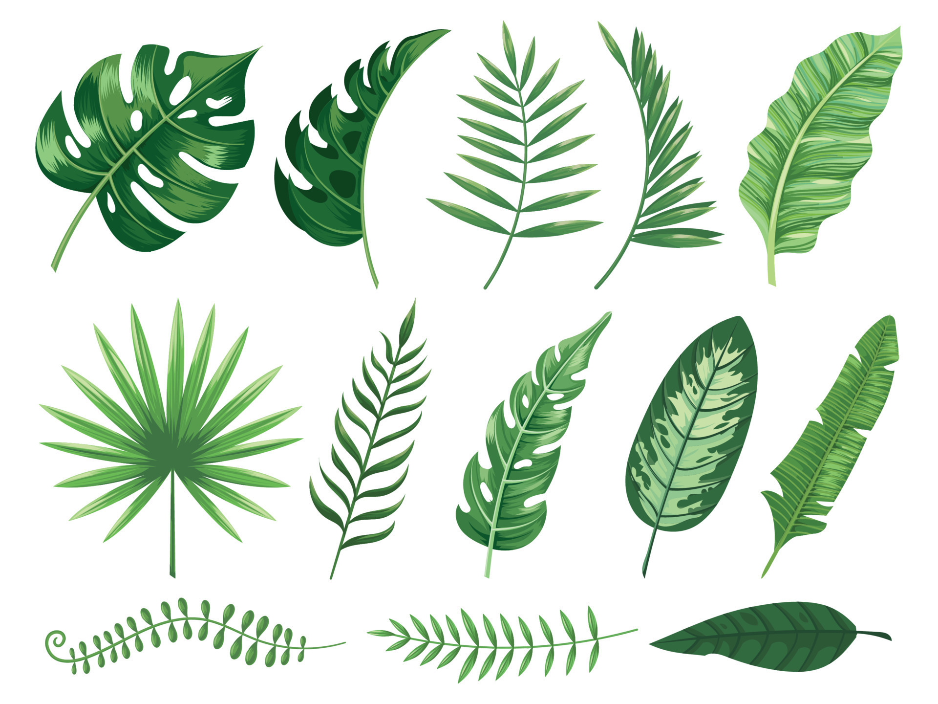 Exotic tropical leaves. Monstera plant leaf, banana plants and green ...