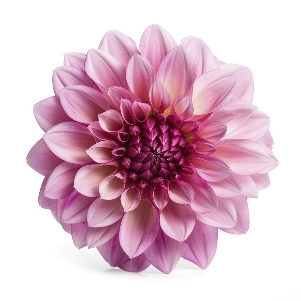 pink flower dahlia on a white background isolated with clipping path. Closeup. for design. Dahlia, generate ai photo