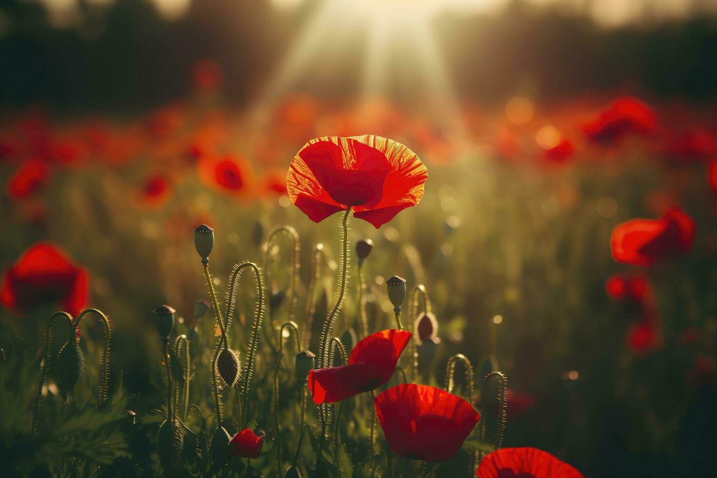 Anzac Day memorial poppies. Field of red poppy flowers to honour fallen veterans soldiers in battle of Anzac armistice day. Wildflowers blooming poppy field landscape, generate ai photo