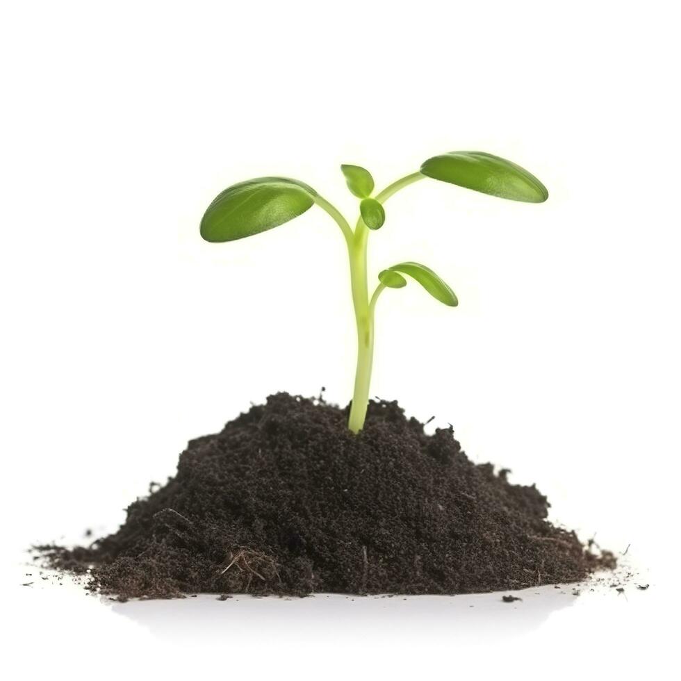 Green sprouts growing out from soil isolated on white background, Young plant of pomelo in soil humus on a white background, earth day concept, ecology concept, generate ai photo