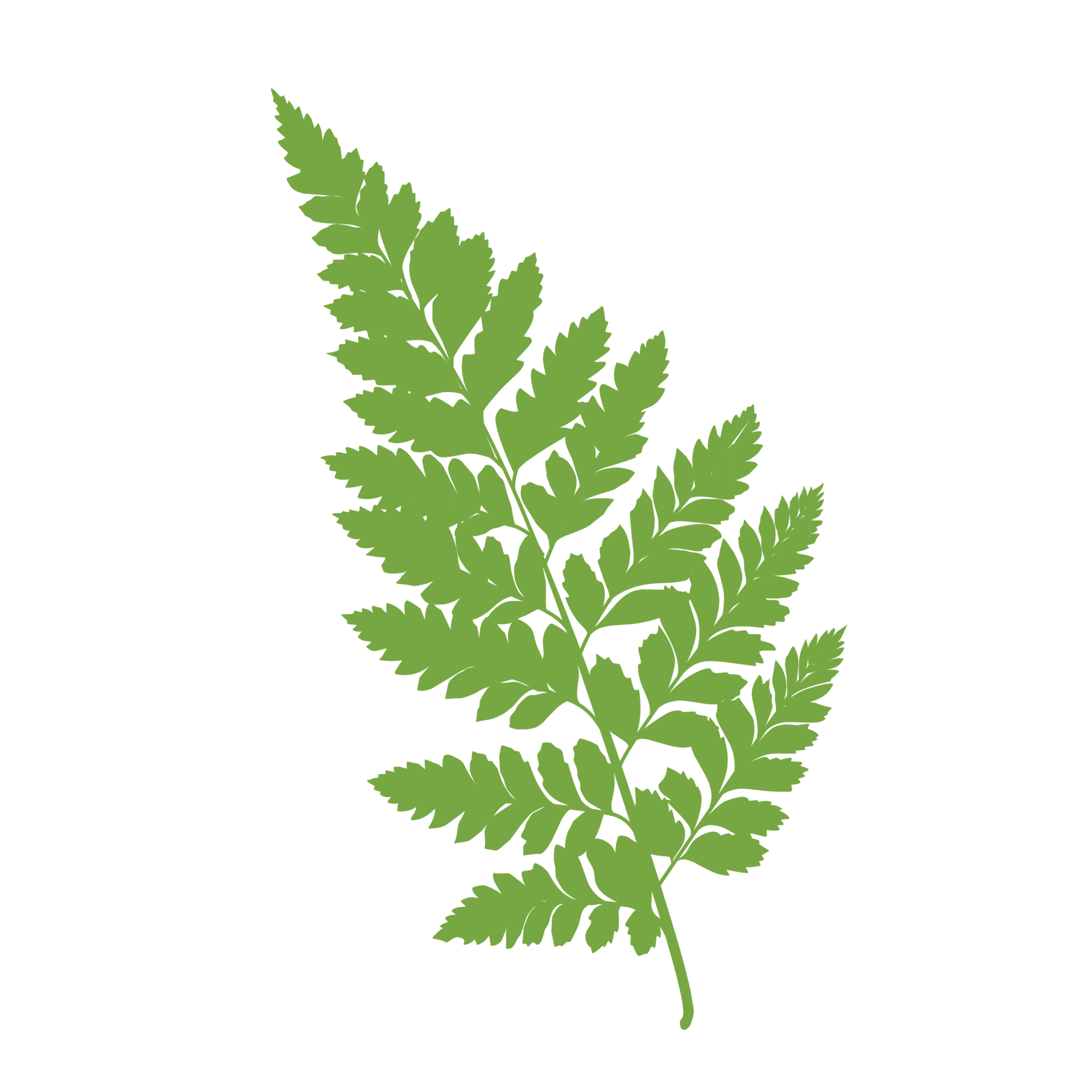 Illustration of aesthetic fern leaves 24390778 PNG