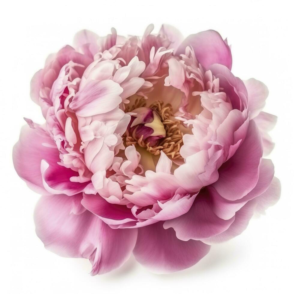 A flower gently pink peony isolated on white background, generate ai photo