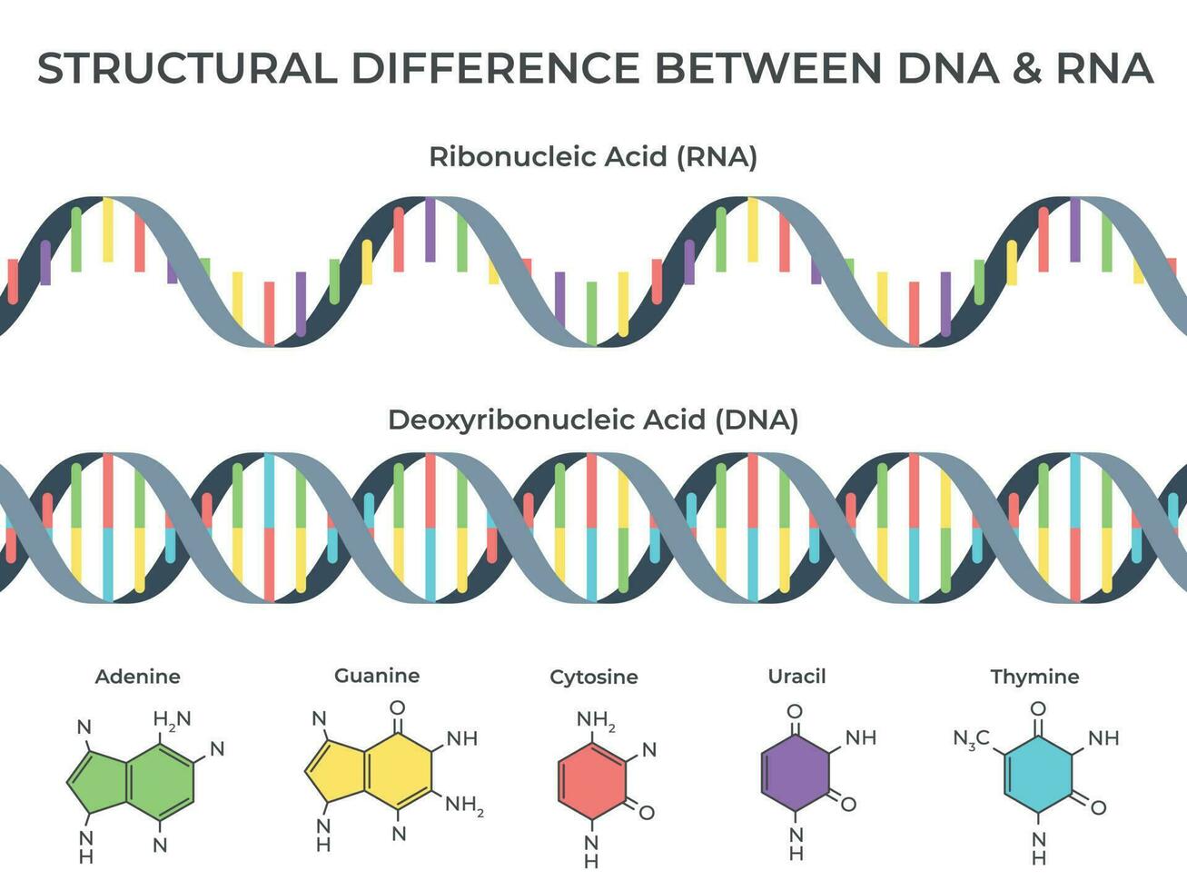 Infographic DNA and RNA spiral. Ribonucleic vs deoxyribonucleic acid structure, genetic structure and scientific vector illustration