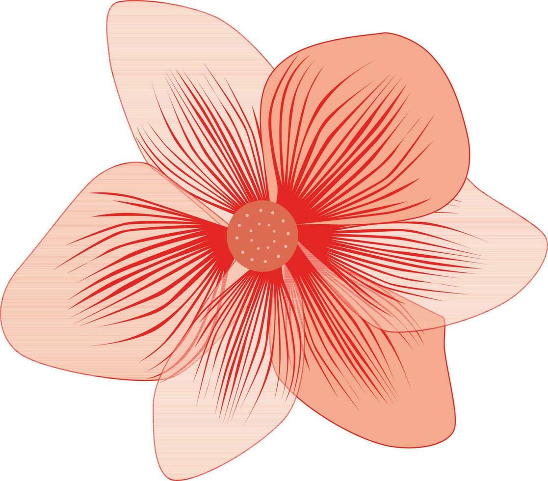 Beautiful frangipaniplumeria flower. vector