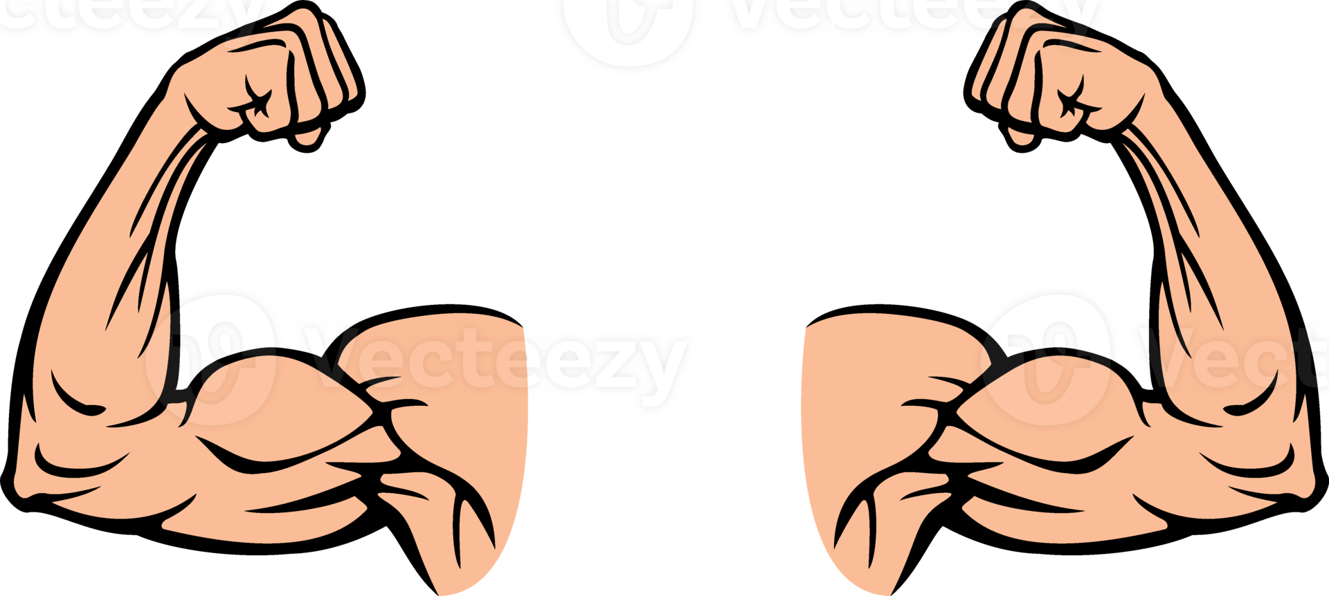 deux biceps muscle fléchissement png illustration