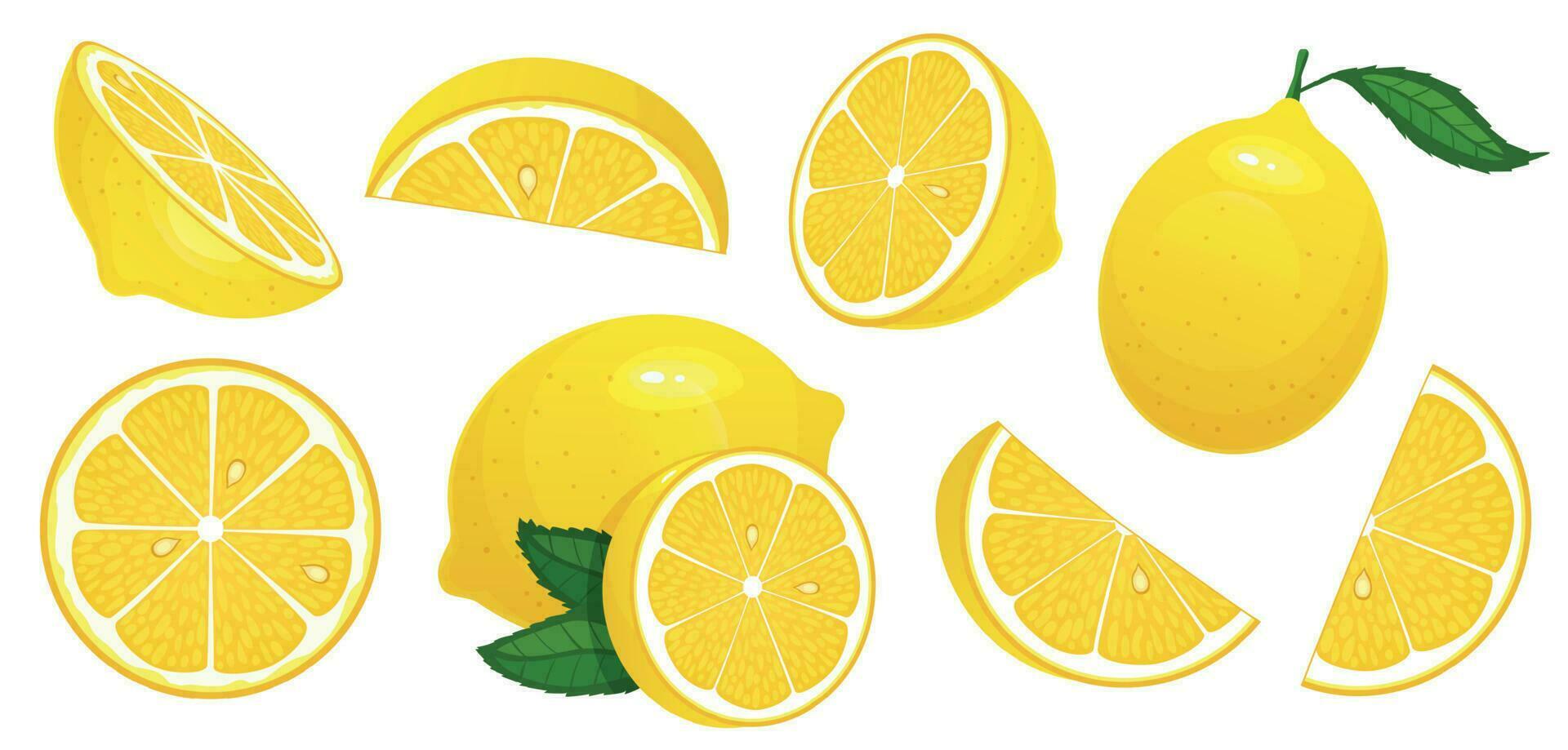 Lemon slices. Fresh citrus, half sliced lemons and chopped lemon isolated cartoon vector illustration set