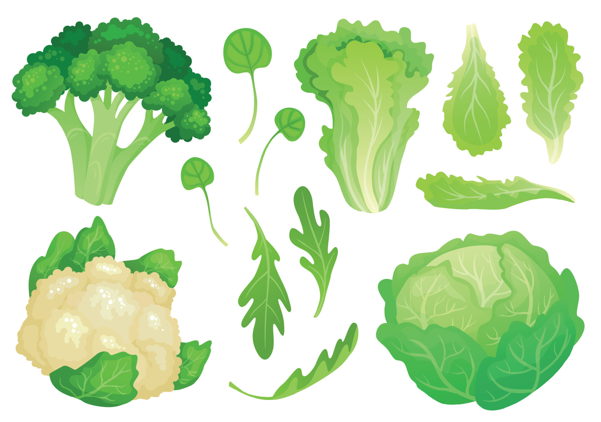 Cartoon cabbages. Fresh lettuce leaves, vegetarian diet salad and