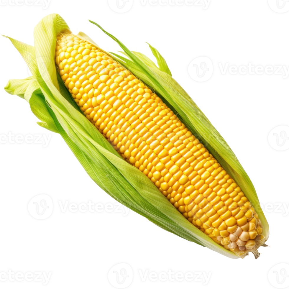 Fresh yellow corn isolated. Illustration png