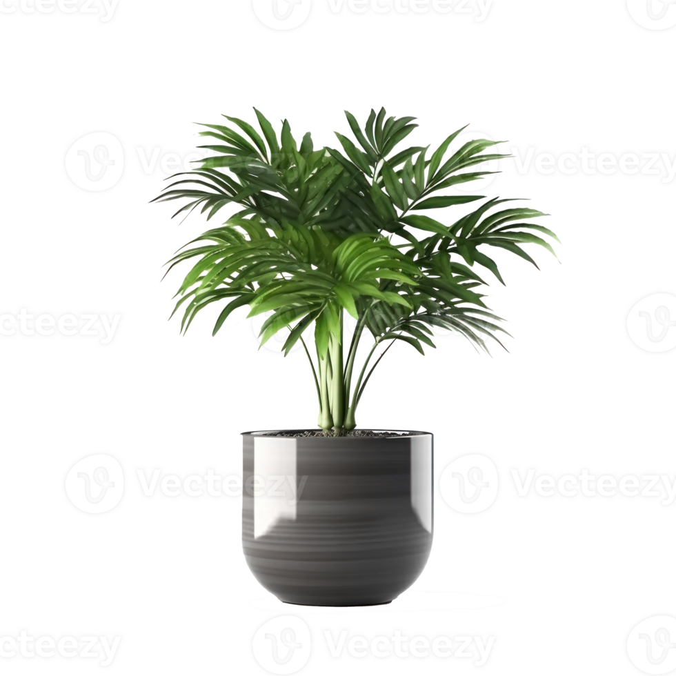 Home plant in flower pot isolated. Illustration png