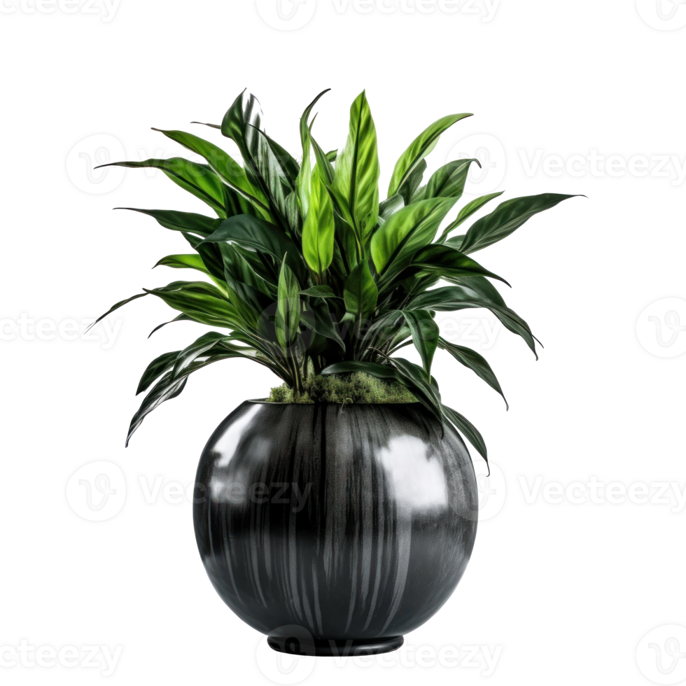 Home plant in flower pot isolated. Illustration png