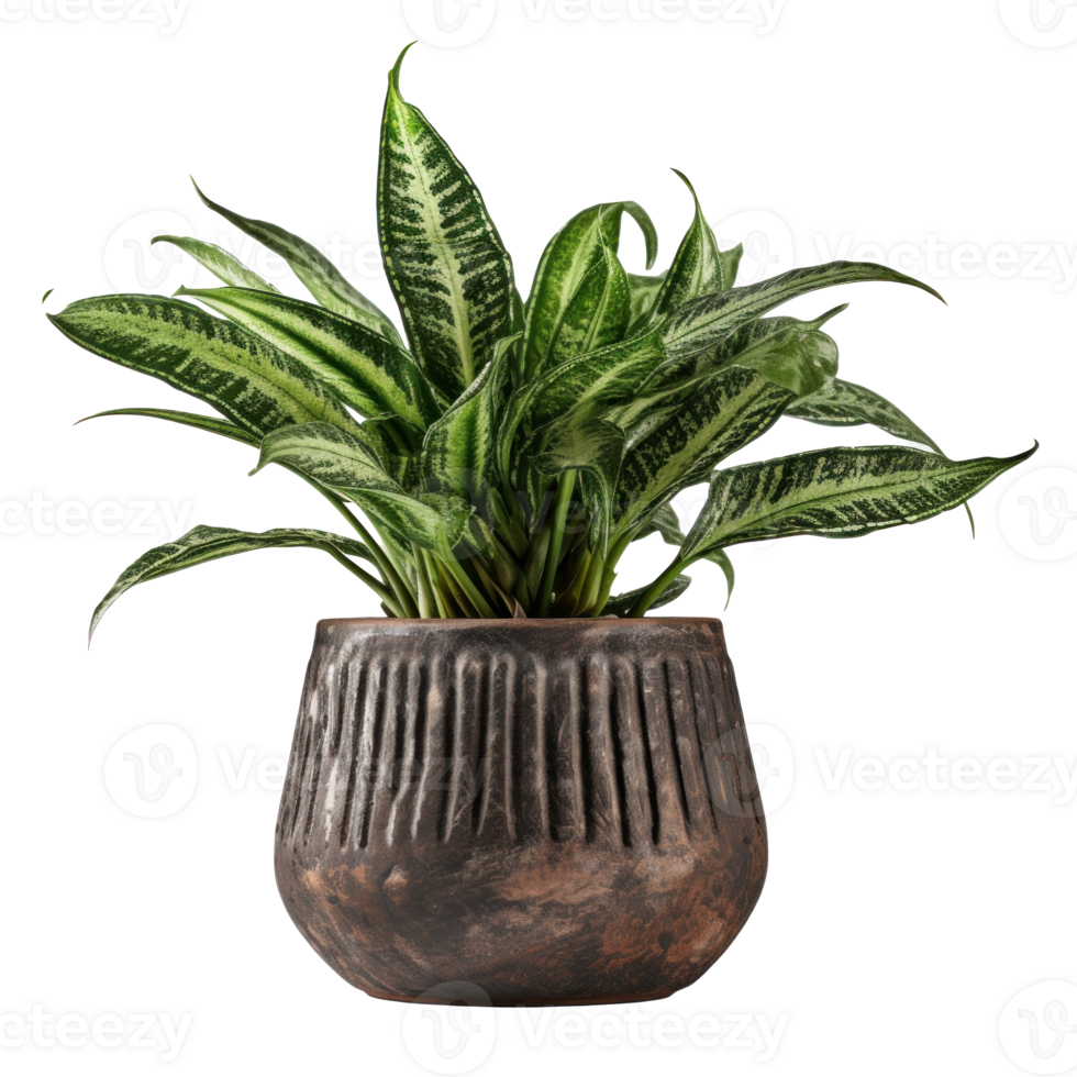 Home plant in flower pot isolated. Illustration png