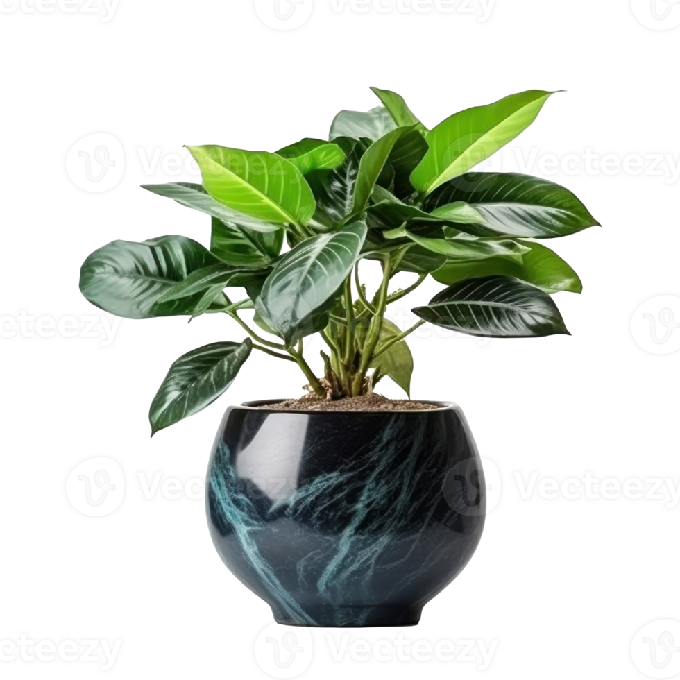 Home plant in flower pot isolated. Illustration png