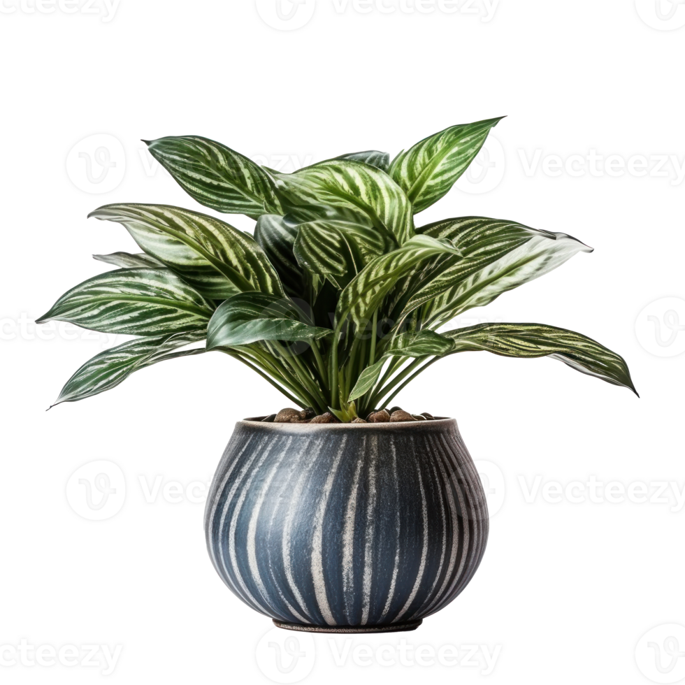 Home plant in flower pot isolated. Illustration png