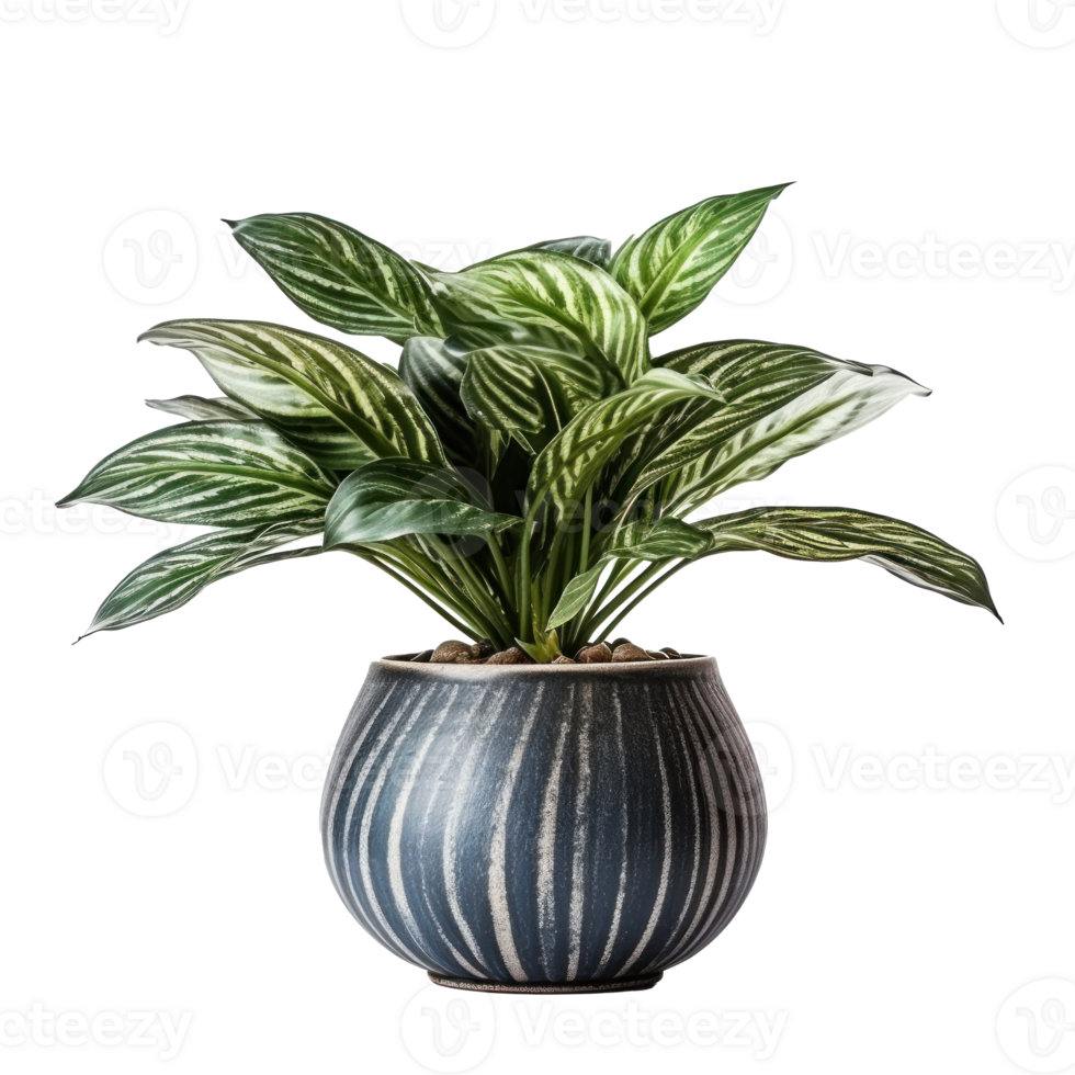 Accueil plante dans fleur pot isolé. illustration ai génératif png