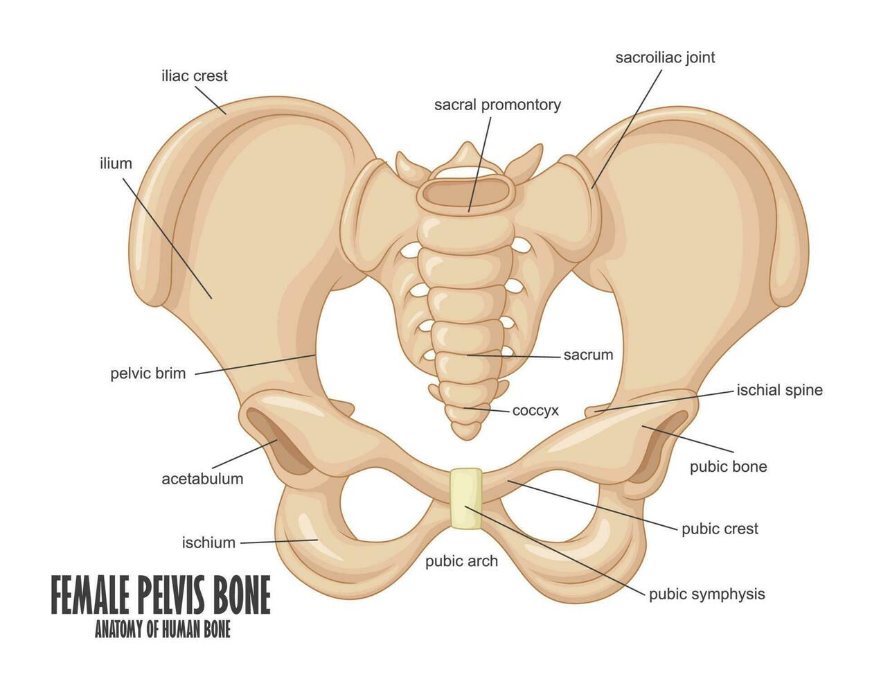 Female Pelvis Bone anatomy, Vector Illustration