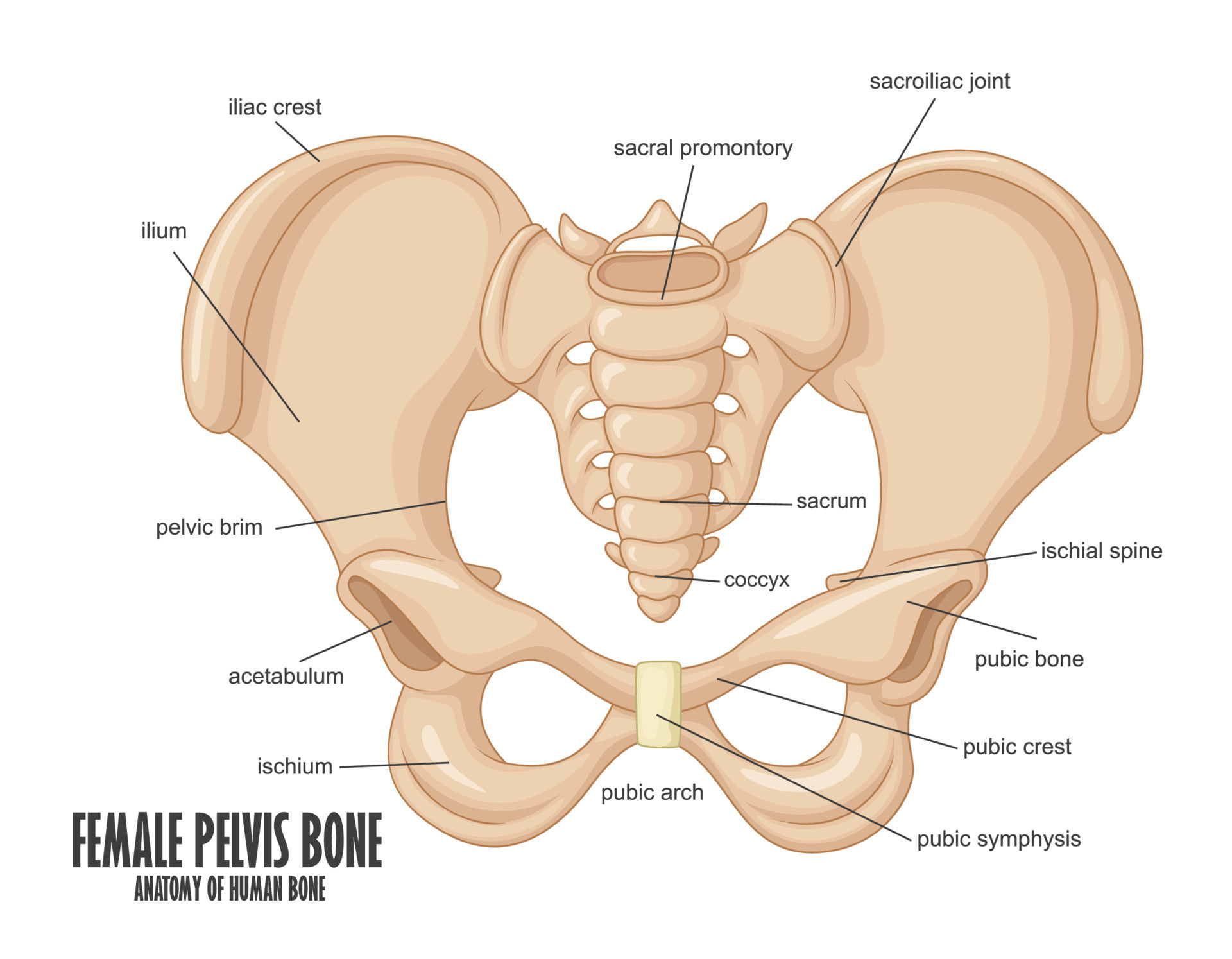 Female Pelvis Bone anatomy, Vector Illustration 24393147 Vector