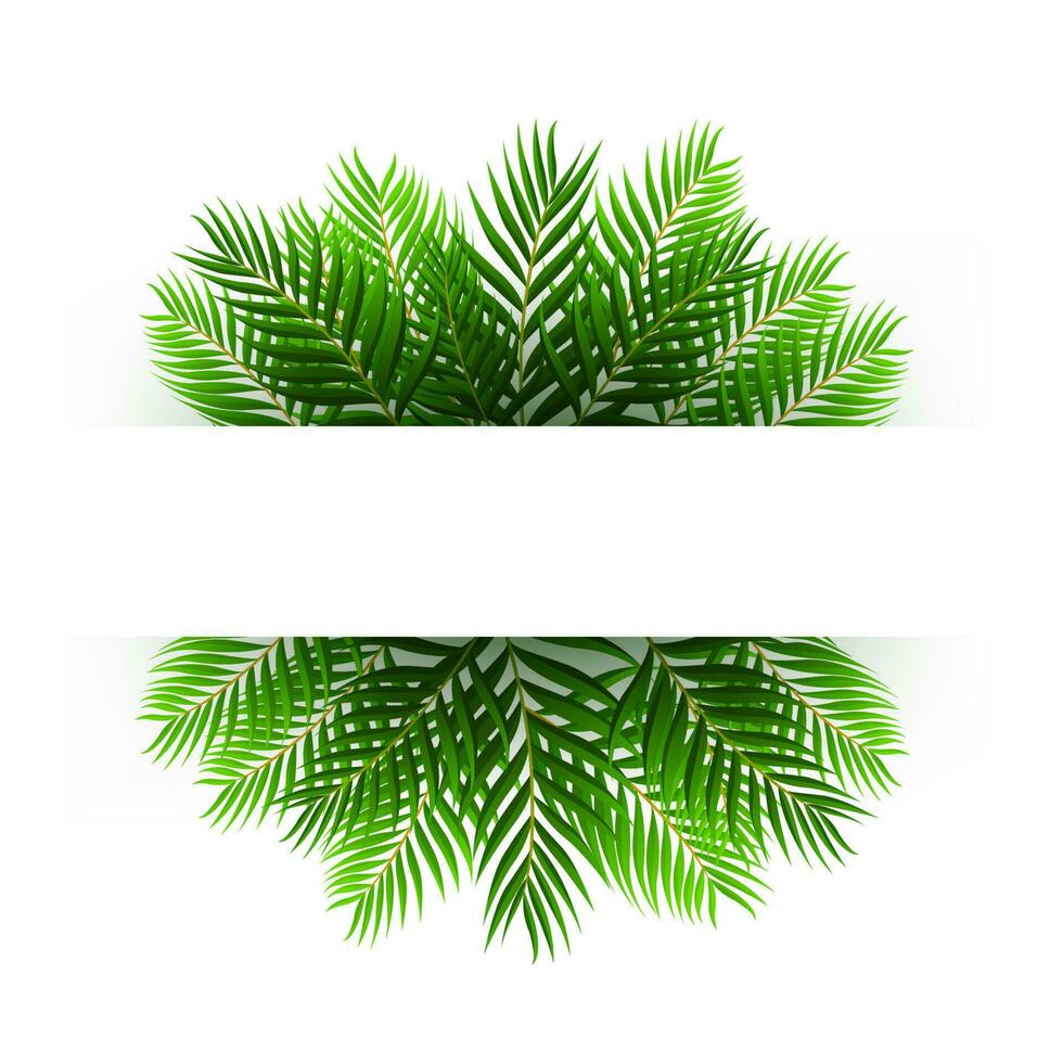 Green Coconut Leaves Floating With Text Space, Vector Illustration