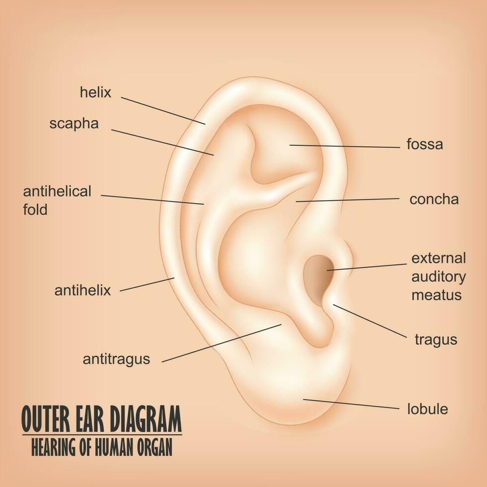 Outer Ear Diagram Hearing Of Human Organ, Vector Illustration