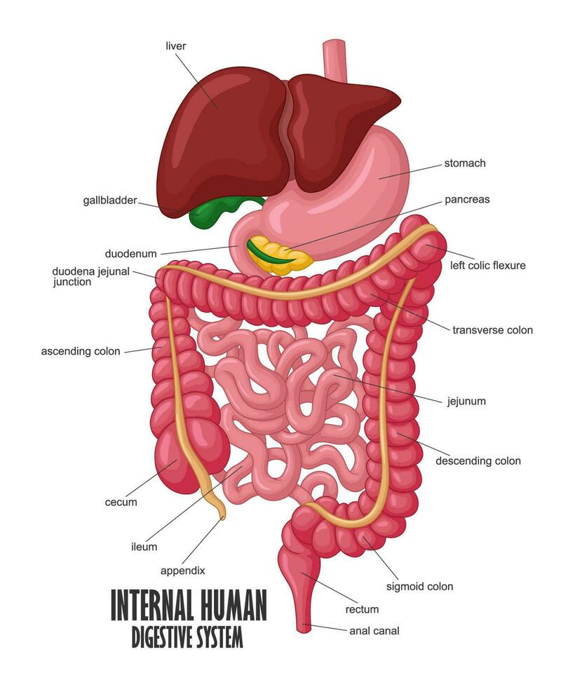 el parte de interno humano digestivo sistema ilustración, vector ilustración