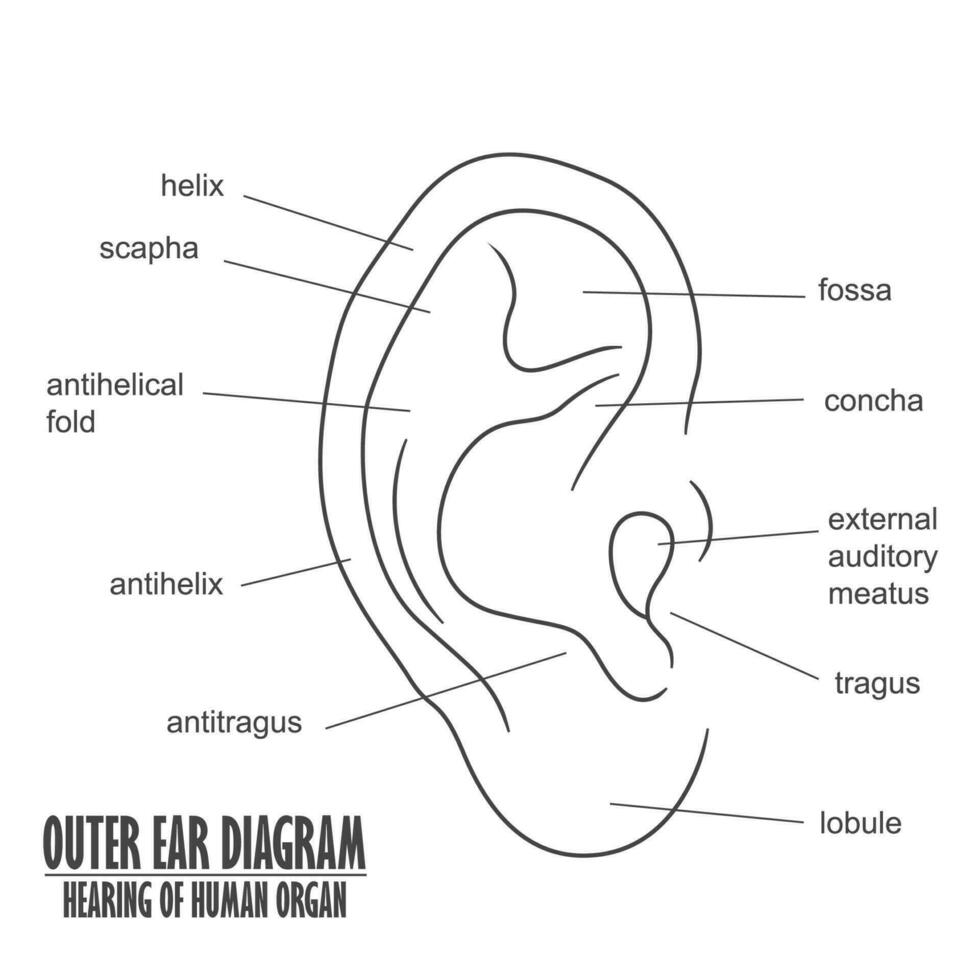 Outer Ear Diagram Hearing Of Human Organ, Vector Illustration