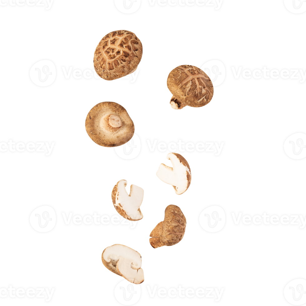 Falling Shiitake mushroom cutout, Png file 24393344 PNG