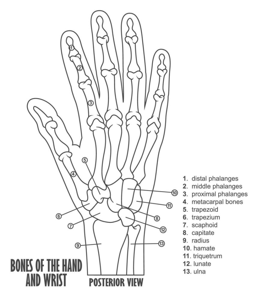 Bones Of The Hand And Wrist Anatomy, Vector Illustration