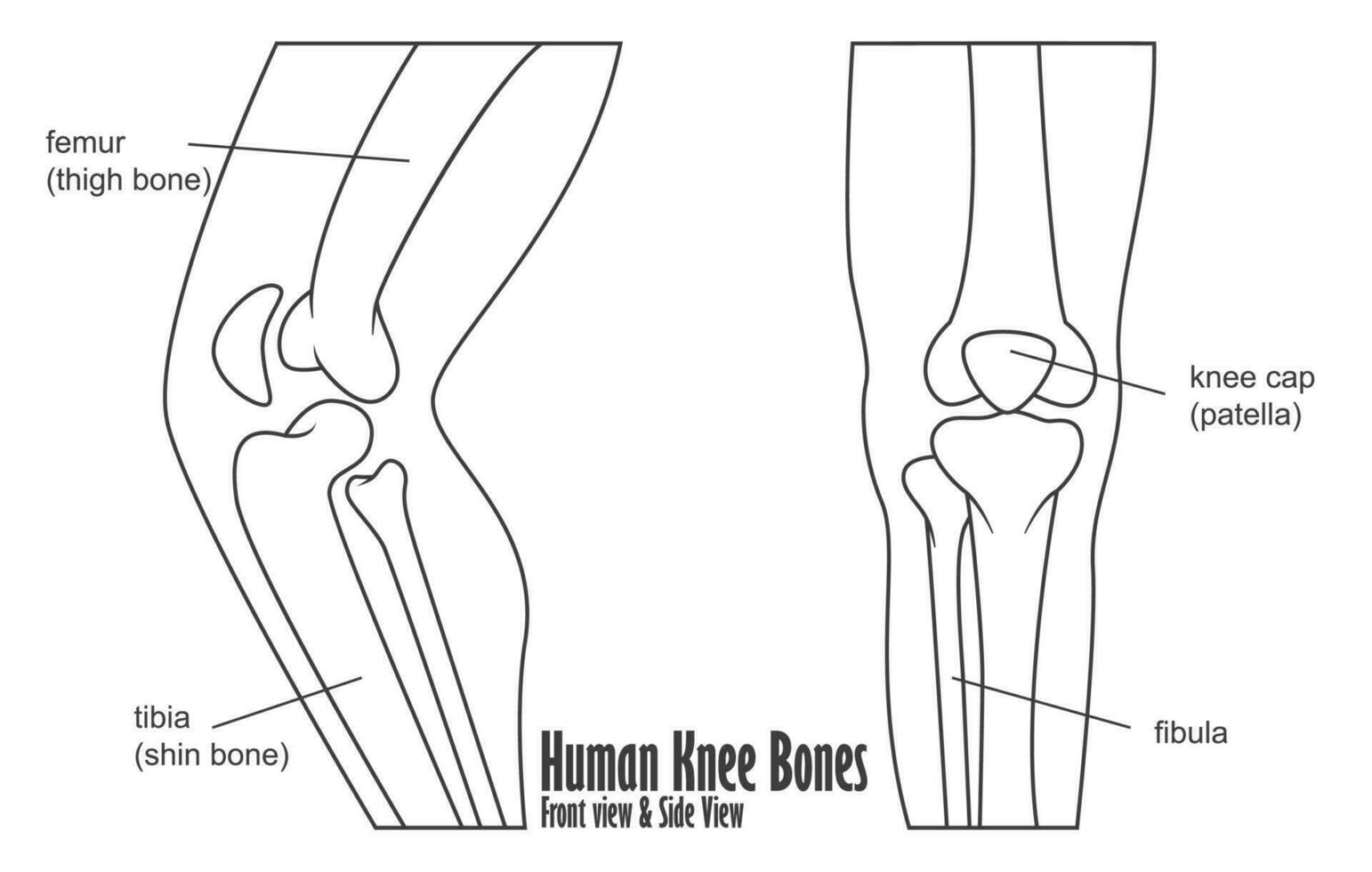 humano rodilla huesos frente y lado ver anatomía, vector ilustración