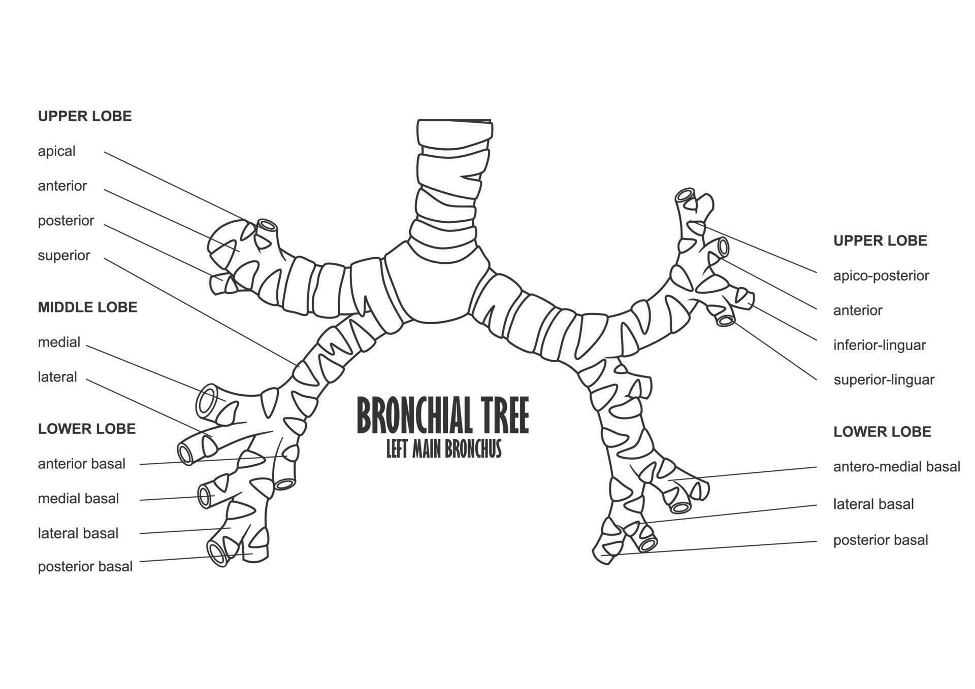 Bronchial Tree Left Main Bronchus Human Anatomy, Vector Illustration
