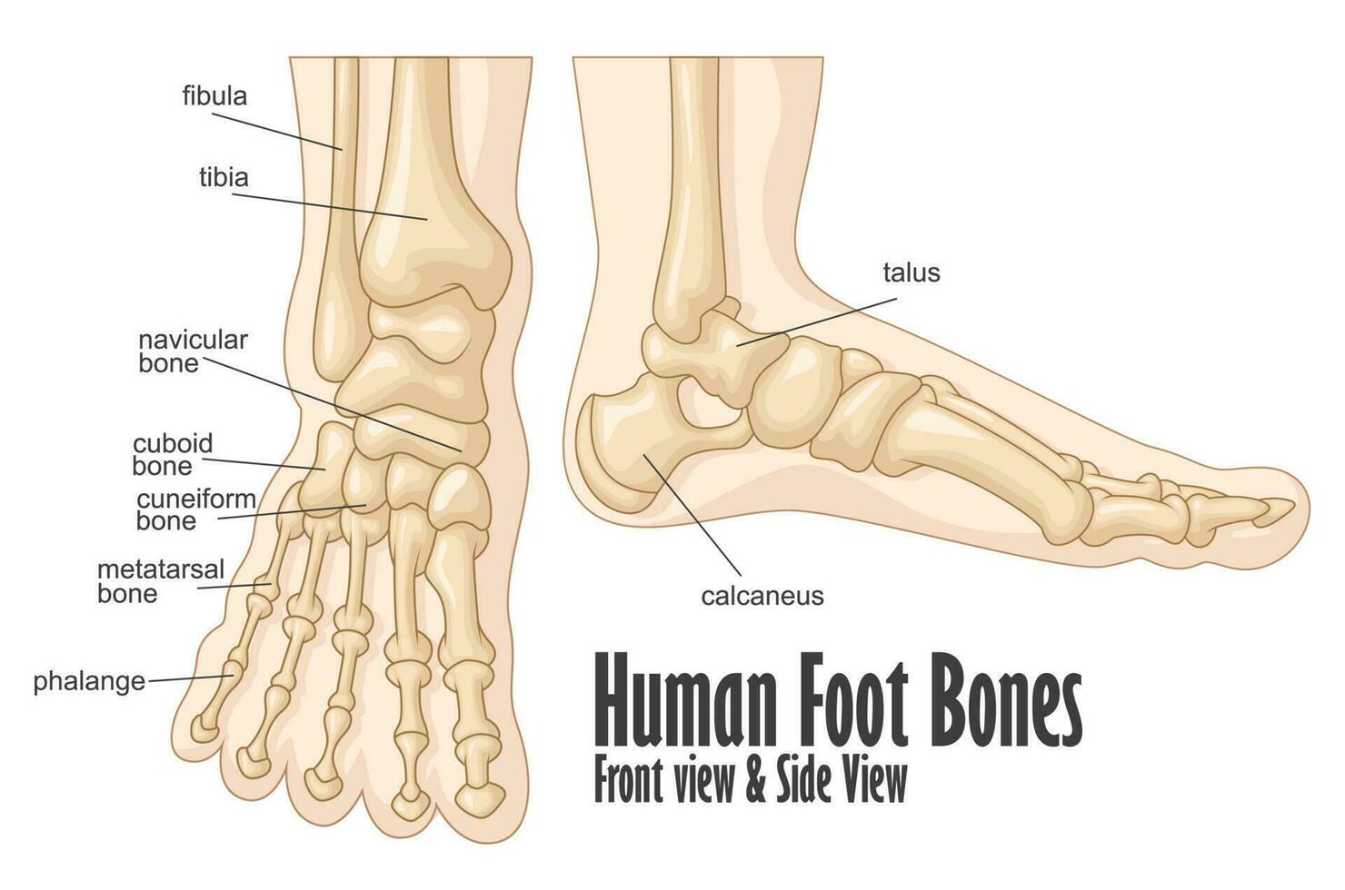 Human foot bones front and side view anatomy, Vector Illustration