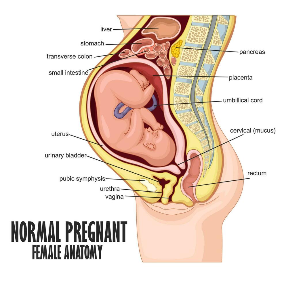 Normal Pregnant female anatomy, Vector Illustration