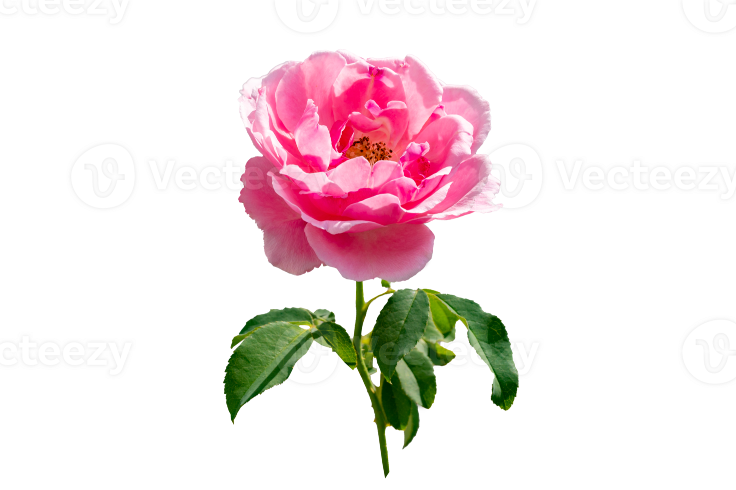 pink rose Isolated on transparent background PNG file