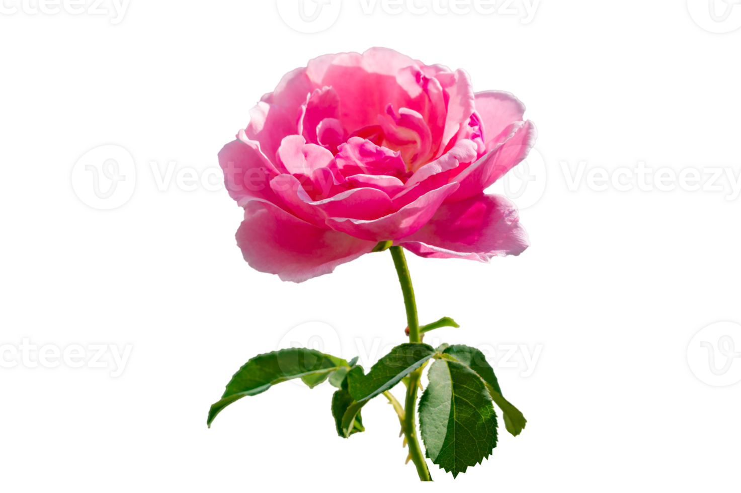 pink rose Isolated on transparent background PNG file