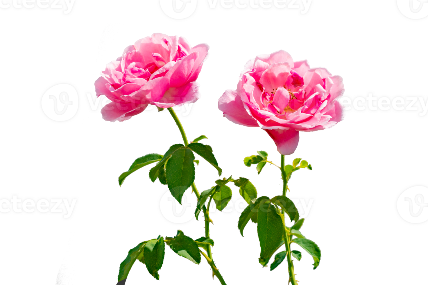 pink rose Isolated on transparent background PNG file
