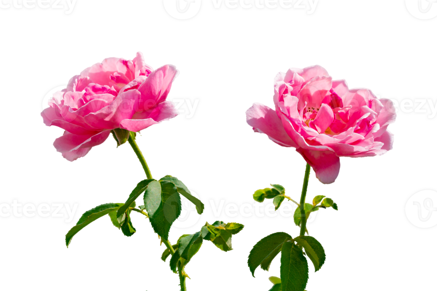 pink rose Isolated on transparent background PNG file