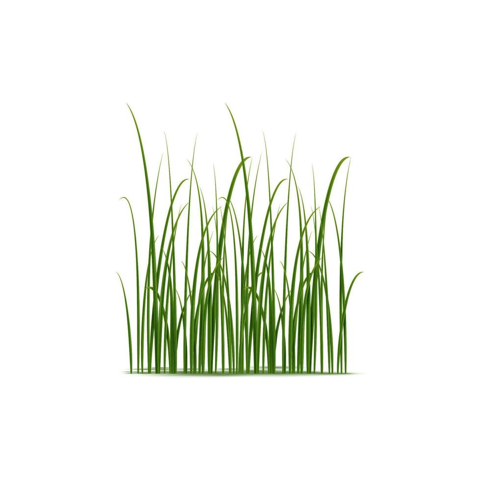 Realistic reed, sedge and grass grow in wetlands vector