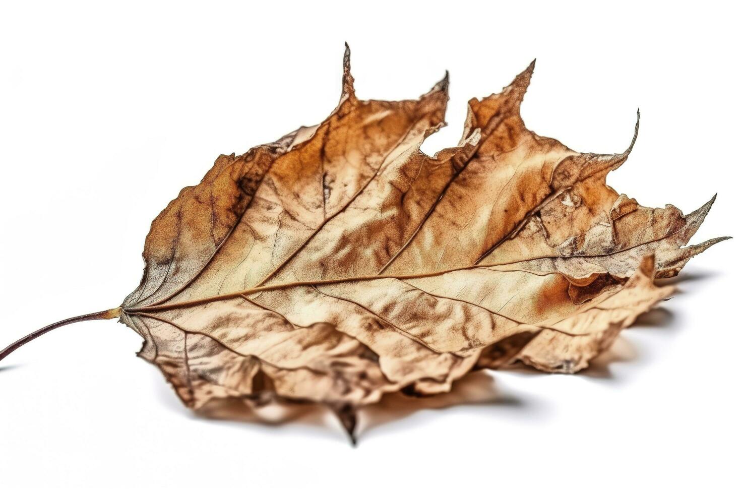 big dried autumn brown leaf on a white background , generate ai photo