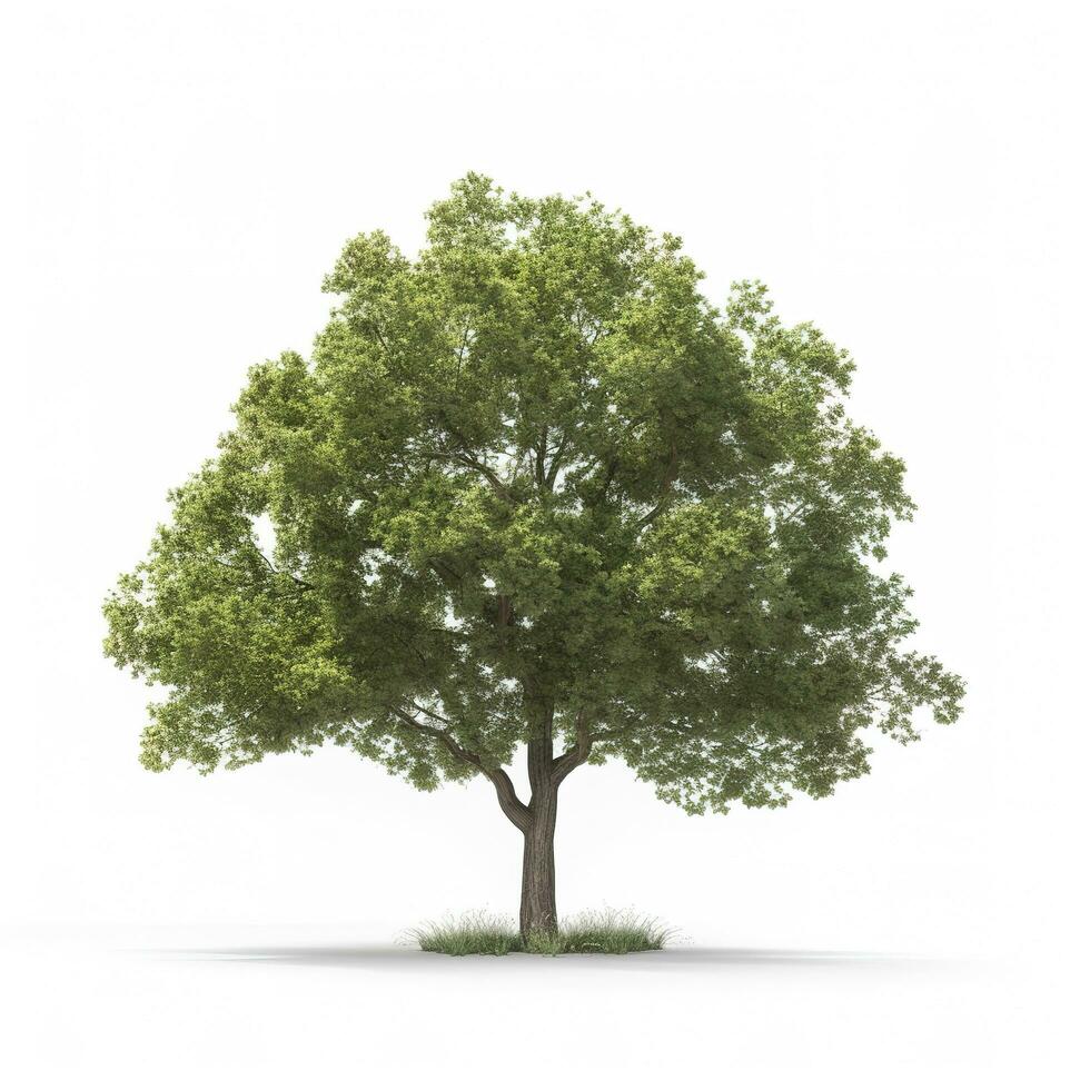 lluvia árbol aislado en blanco antecedentes. tropical árbol, generar ai foto