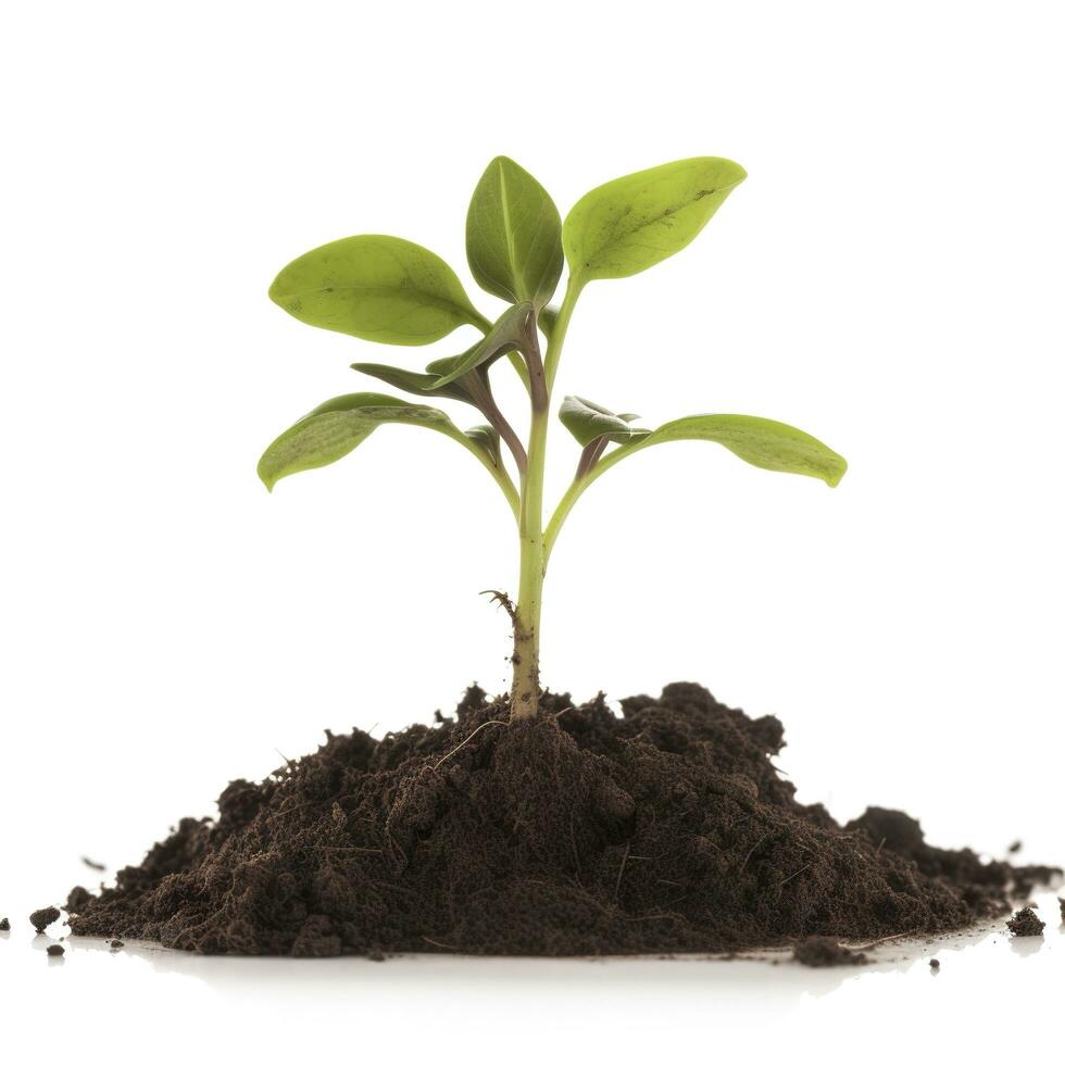 Green sprouts growing out from soil isolated on white background, Young plant of pomelo in soil humus on a white background, earth day concept, ecology concept, generate ai photo