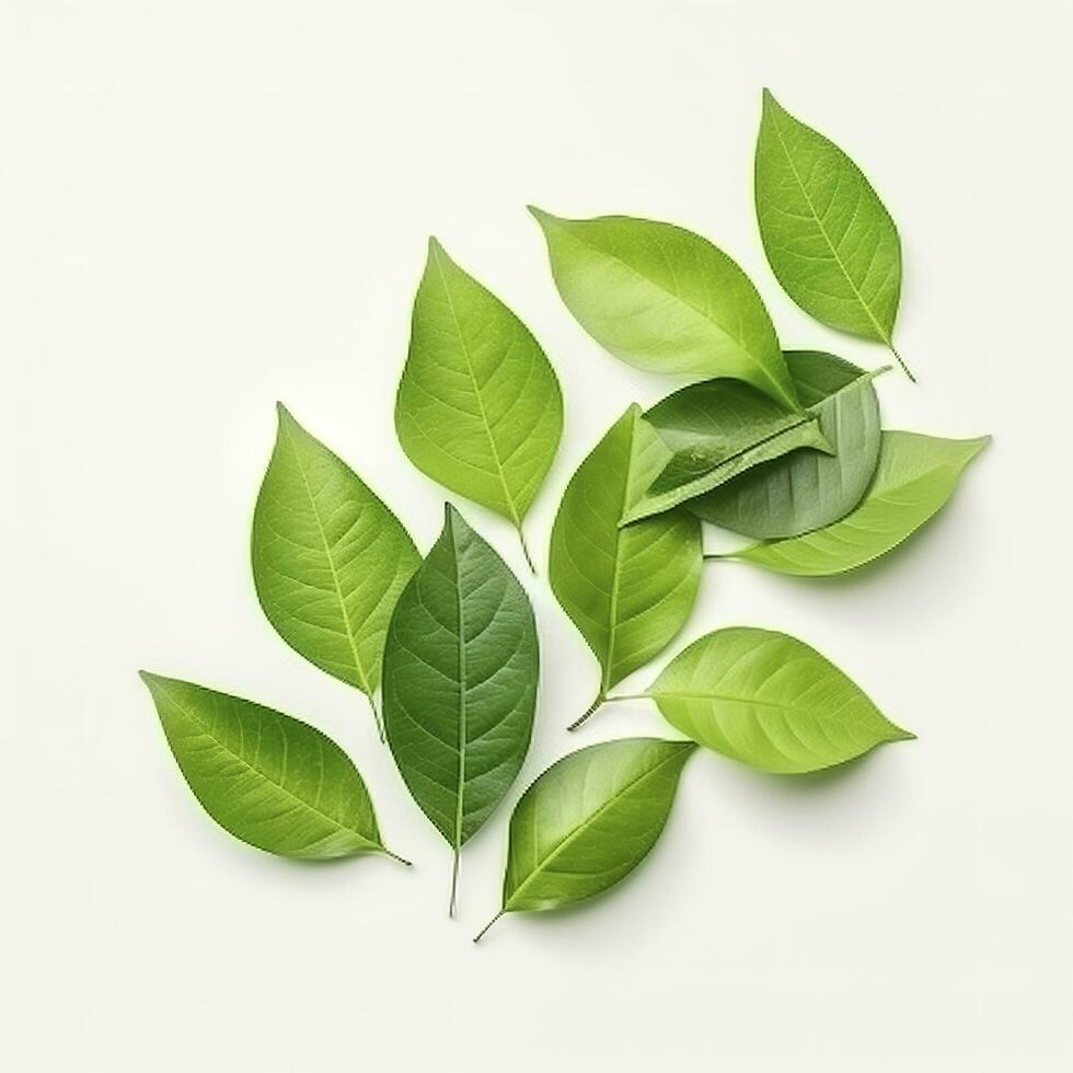 Fresh lemon green leaves isolated on white background, generate ai photo