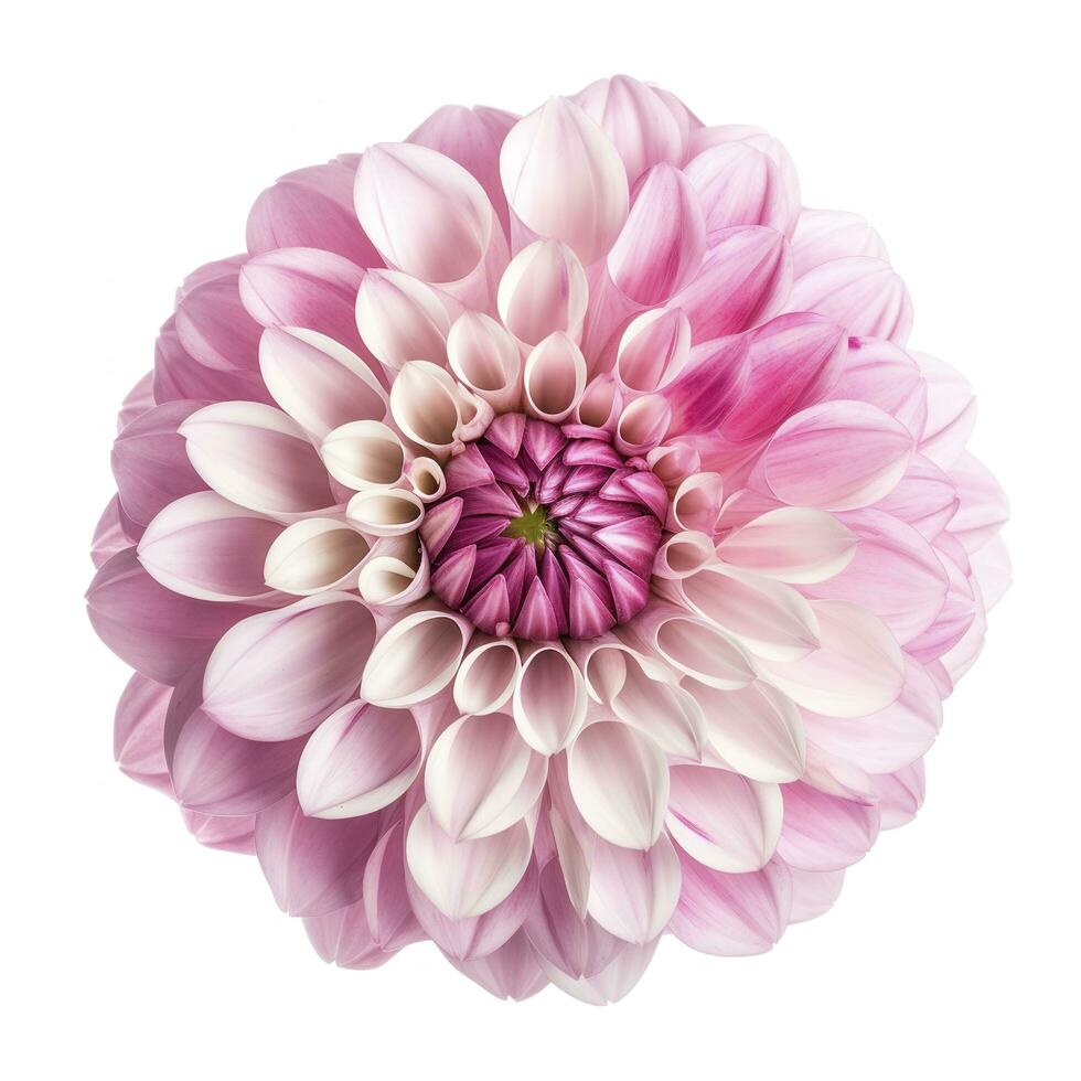 pink flower dahlia on a white background isolated with clipping path. Closeup. for design. Dahlia, generate ai photo