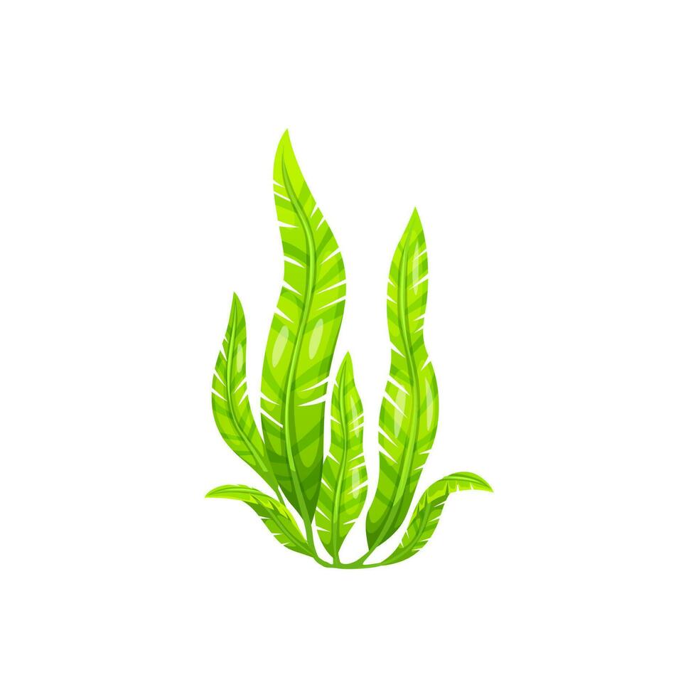 Cartoon underwater Caulerpa seaweed plant or algae vector