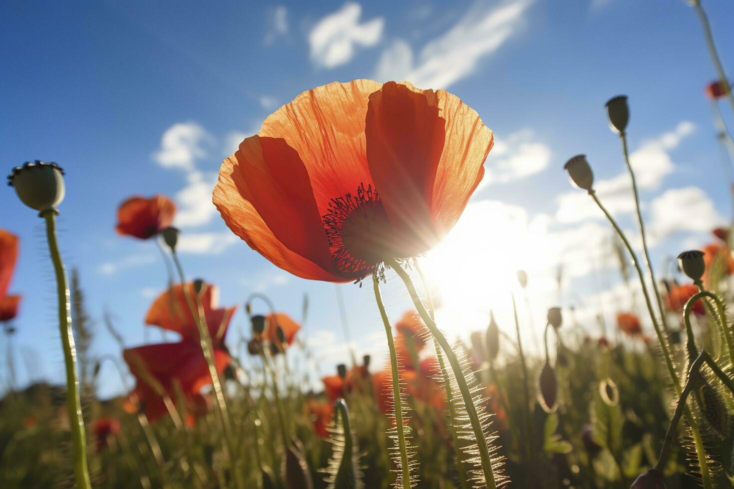 colorful daisies isolated on white background, generate ai photo