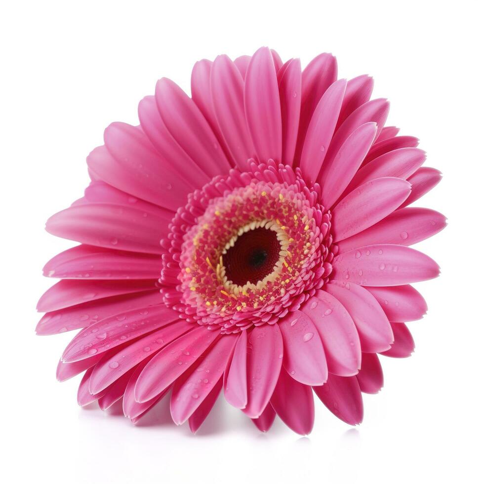 Pink gerbera flower isolated on white background, generate ai photo