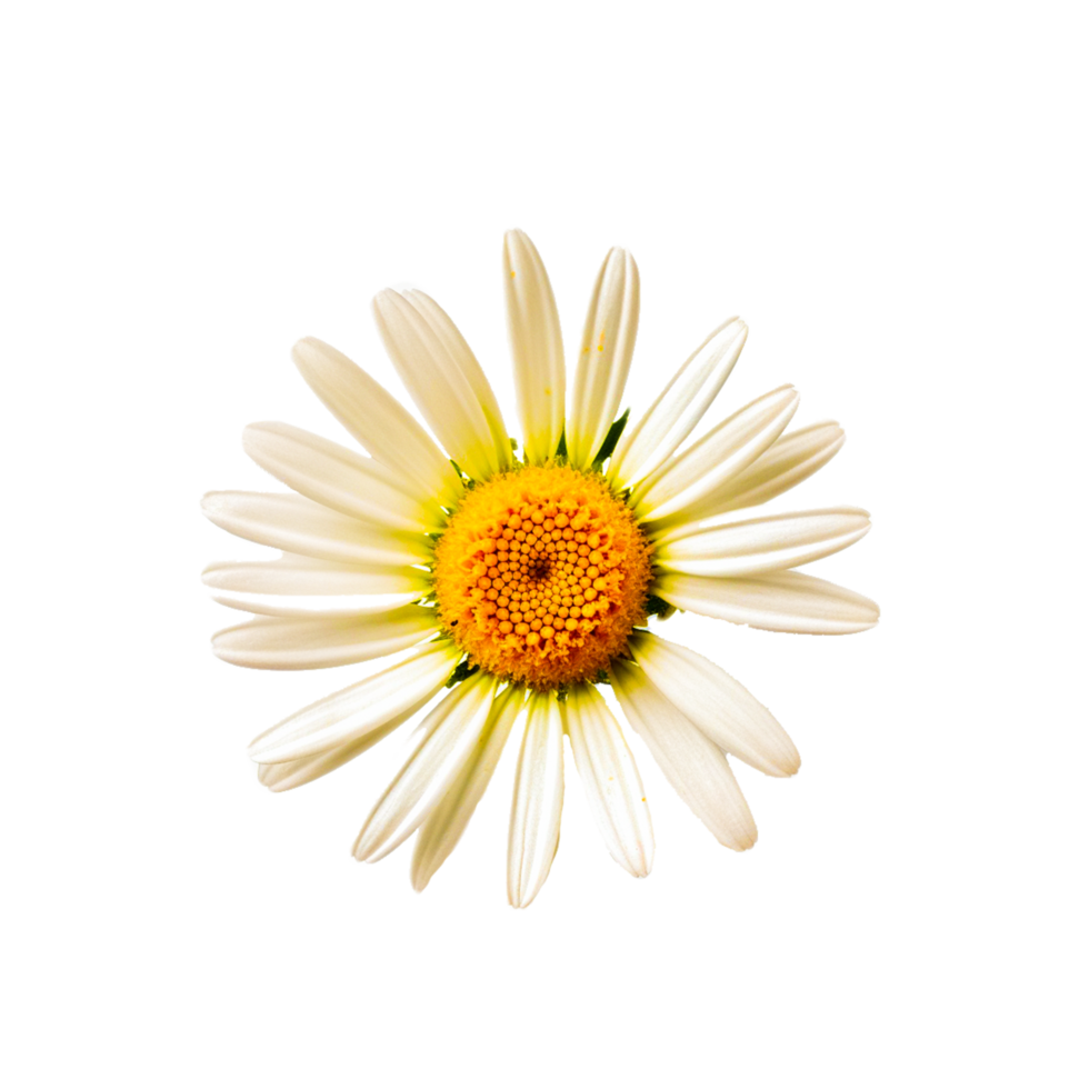 ai generativ knopp daisy blomma med vit kronblad på transparent bakgrund png