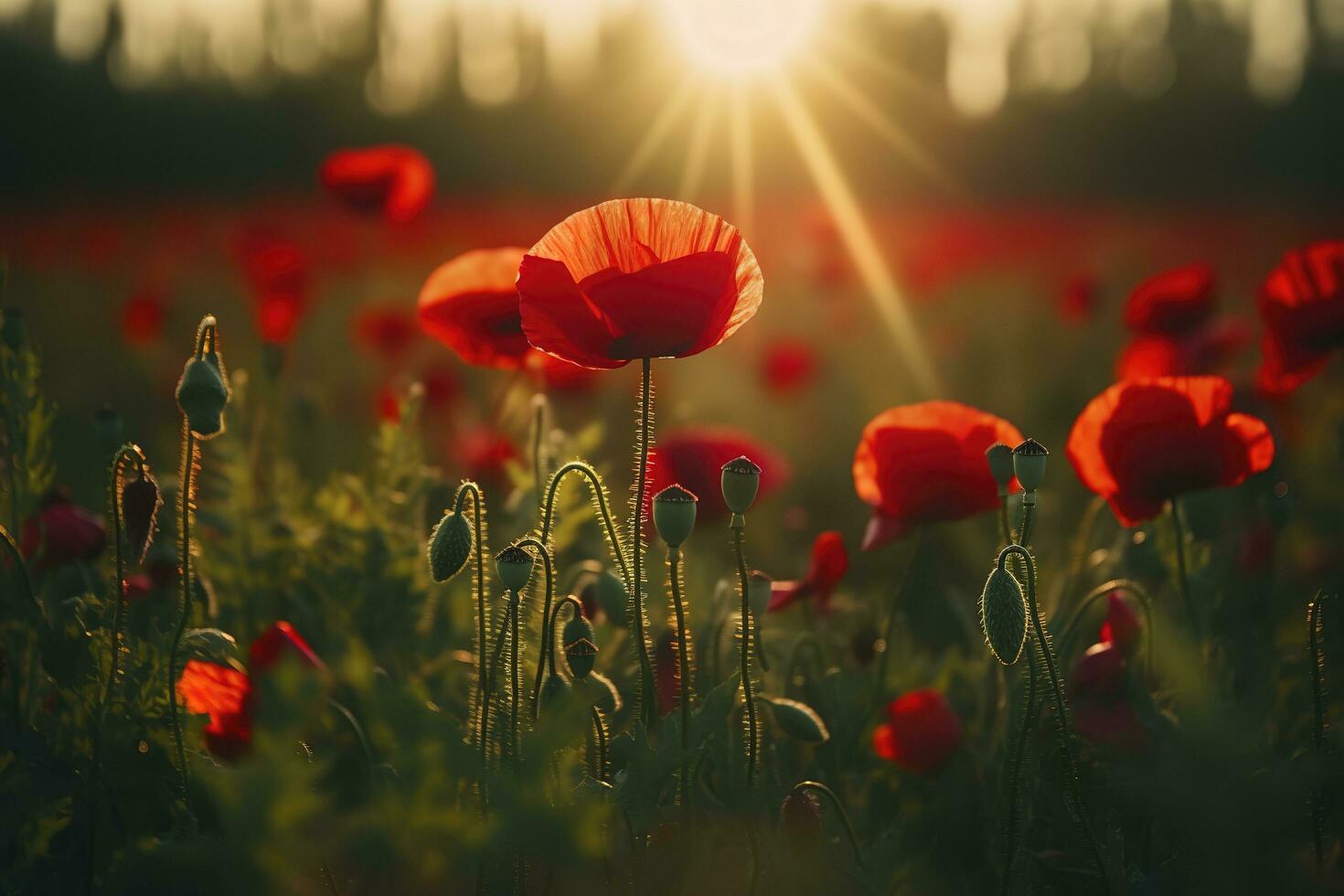 Anzac Day memorial poppies. Field of red poppy flowers to honour fallen veterans soldiers in battle of Anzac armistice day. Wildflowers blooming poppy field landscape, generate ai photo