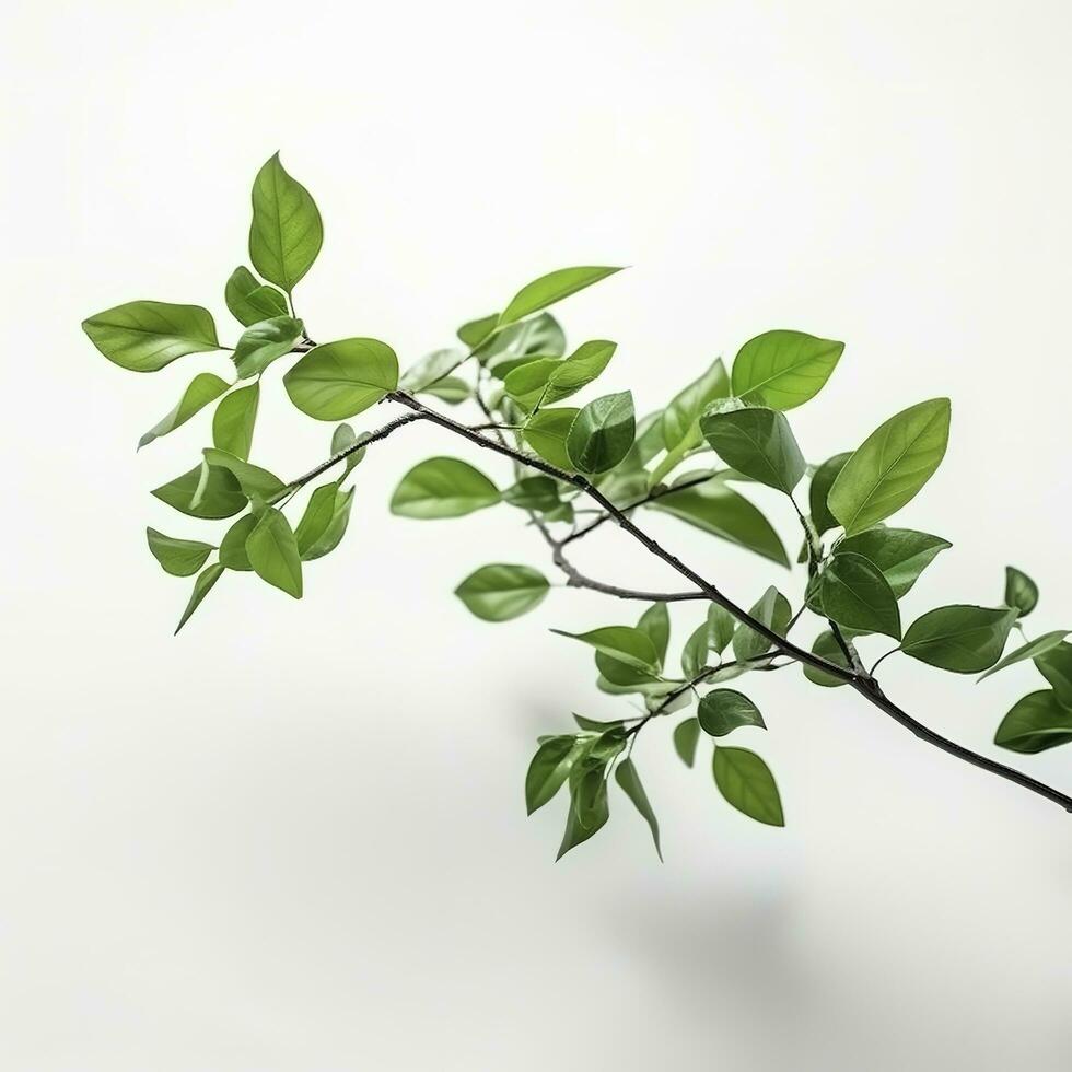 verde vivo planta rama en blanco fondo, generar ai foto